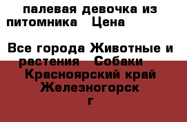 палевая девочка из питомника › Цена ­ 40 000 - Все города Животные и растения » Собаки   . Красноярский край,Железногорск г.